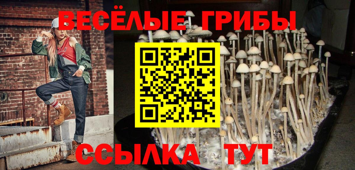 Павлово  где продают наркотики  Вход с VPN  Галлюциногенные грибы Psilocybe  Псилоцибиновые грибы Psilocybine cubensis 
